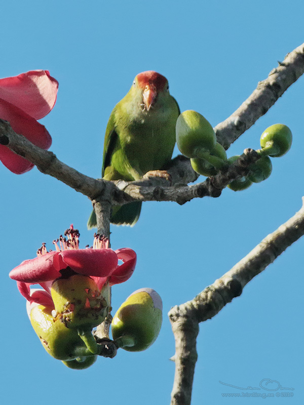 SRI LANKA HANGING PARROT (Loriculus beryllinus) - Stäng / close